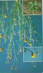 Yellow Starthistle Information Sheet Instructions: Read the article below and answer the following questions. Yellow Starthistle, Centaurea solstitialis L.