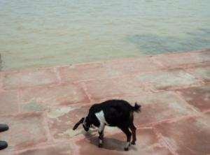 of 20 Ghats along river Ganga in Patna, Bihar Goat Buffalo Figure 4.16:Photograph of Animal Reported in study area 4.5.3.