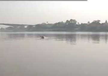 of 20 Ghats along river Ganga in Patna, Bihar Dolphins are reported at this site because fishes are maximum available at the confluence site and where counter current exists, which make them easier