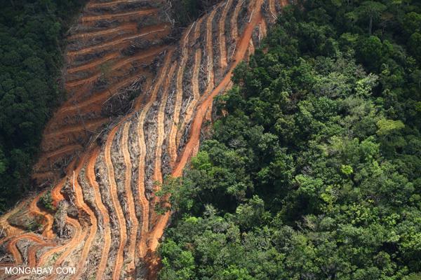 MALAYSIA: IMPACTS OF DEFORESTATION Economic Development Economic Gains Development of land for farming, mining and energy will lead to jobs both directly (construction, farming) and indirectly