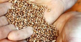 89 kg Wheat 1 kg Bred/ Bakery goods 0.67 kg Mehl 0.22 kg milling residues MR 0.22 kg MR Pellets = 1 kwh 0.