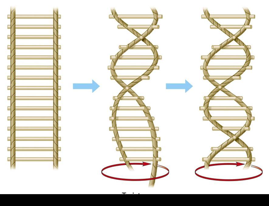The Structure Consists of two polynucleotide strands wrapped around each other in a double helix Hydrogen