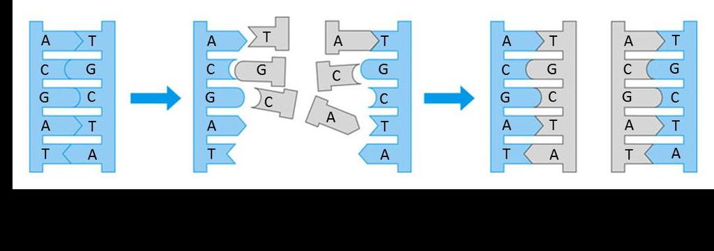 10.4 - DNA Replication DNA replication depends on specific