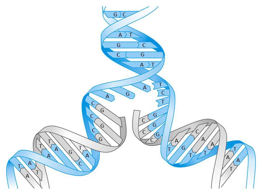 DNA Replication DNA replication is a complex process Due in part to the fact that some of the