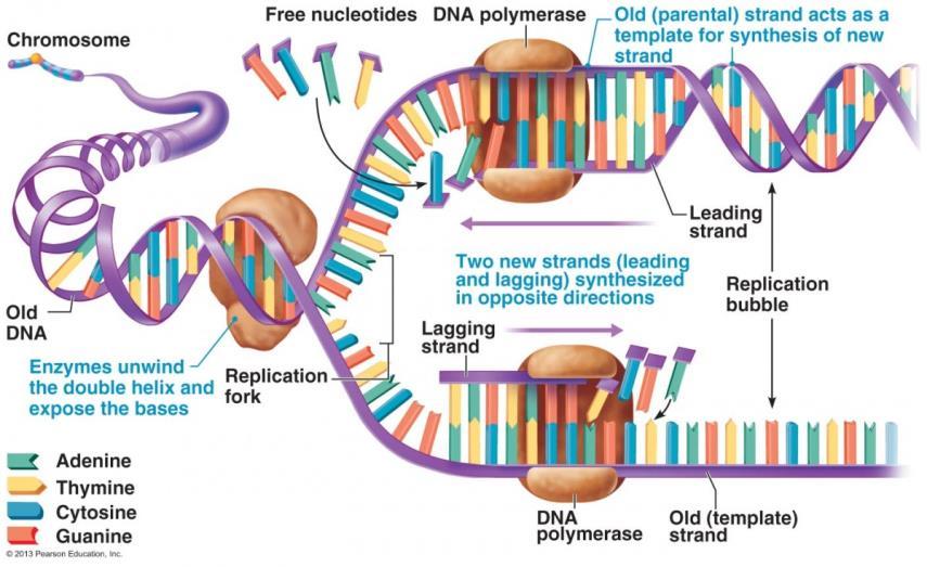How this Unit is broken down Chapter 10.1 10.3 The structure of the genetic material Chapter 10.4 & 10.5 DNA replication Chapter 10.6 10.