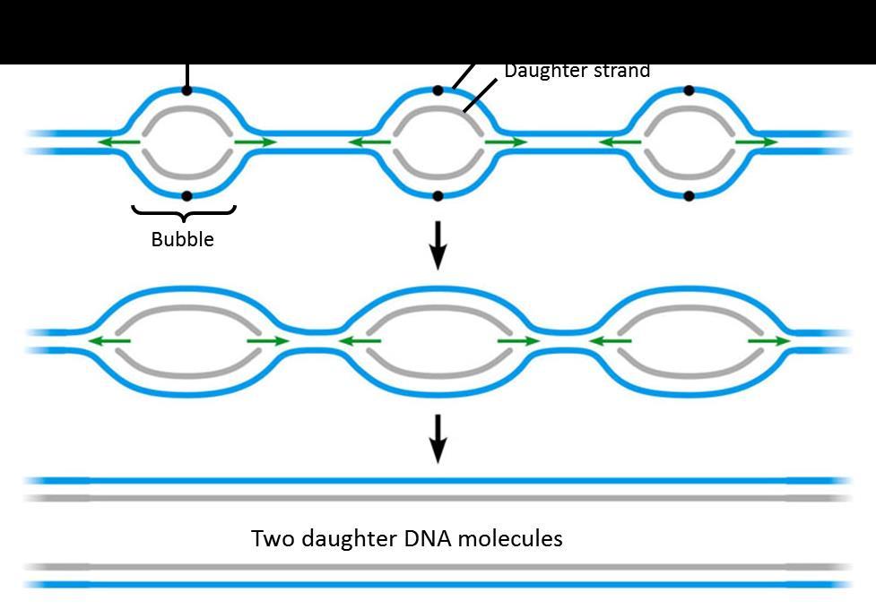 10.5 DNA replication: A closer look DNA replication Begins at specific sites on the double helix creating replication bubbles These