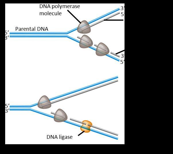 DNA Polymerases Using the enzyme DNA polymerase The