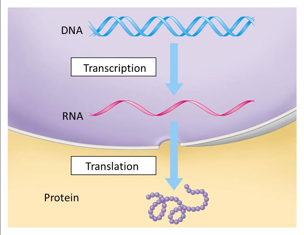 Transcription and Translation The chain of command is from DNA in the nucleus of the cell to RNA to protein synthesis in the cytoplasm The two main stages are: