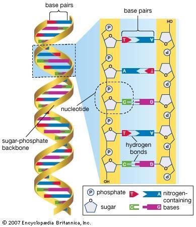 Standards Unit D I can describe the structure and function of DNA. I can outline the process of DNA replication.