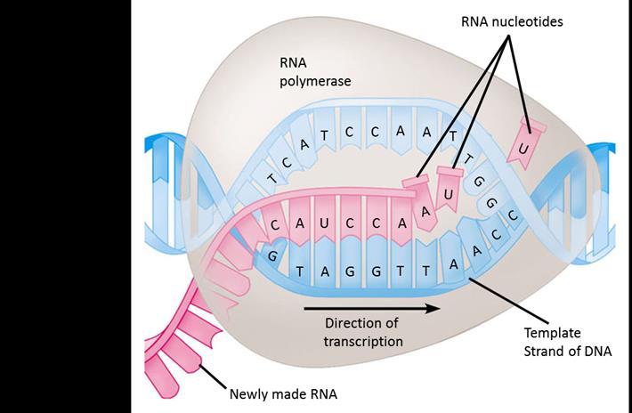 Transcription of a gene In the nucleus, the DNA helix unzips And RNA nucleotides line up along one strand of the DNA,
