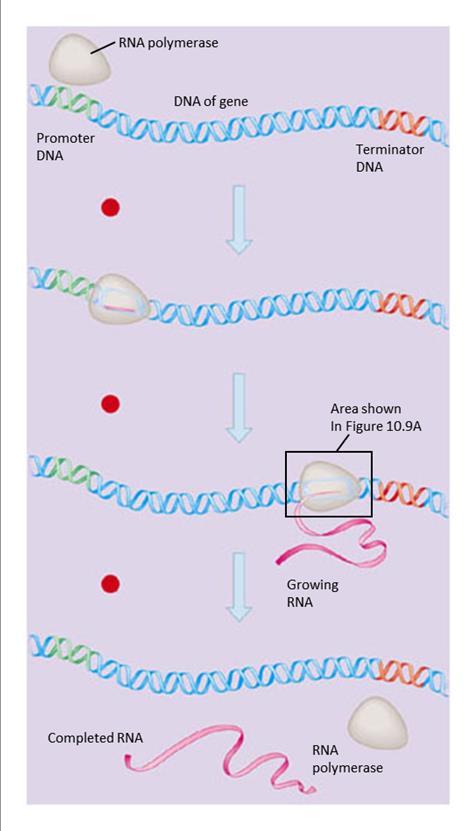 Transcription of a gene As discussed, there are specific sequences of nucleotides along the DNA that mark where transcription of a gene begins and ends The