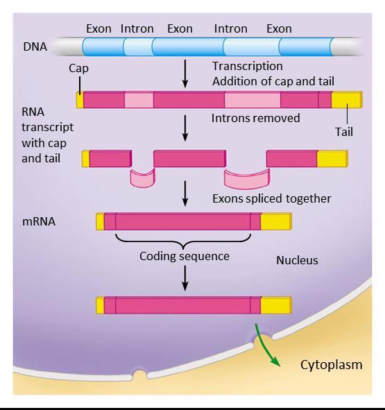 10.10 Eukaryotic RNA is processed before leaving the nucleus Before leaving the nucleus as mrna, eukaryotic transcripts are modified, or processed, in several ways.