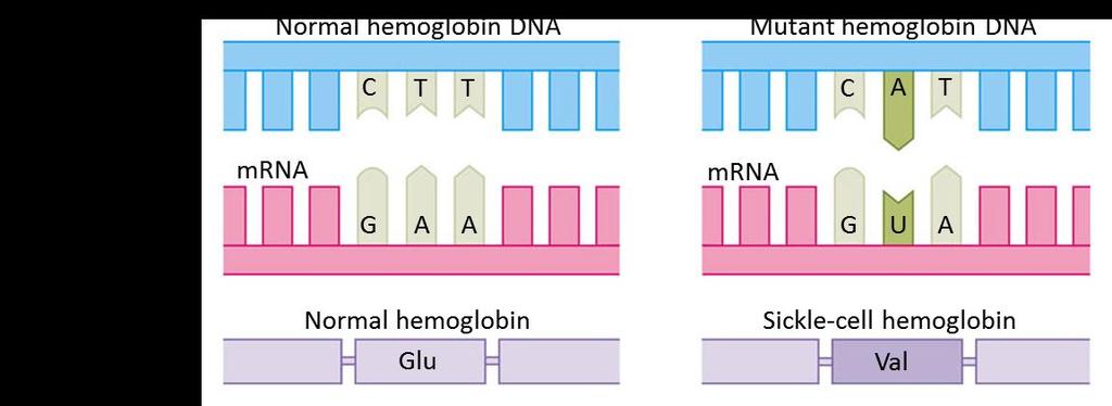 10.16 Mutations can change the meaning of genes Mutations are changes in the DNA base sequence Caused by errors in DNA replication or recombination, or by mutagens Mutagens include chemical