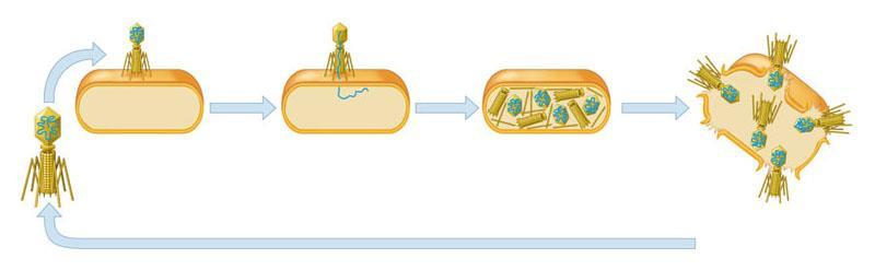 Phage reproductive cycle Phage attaches to bacterial cell. Phage injects DNA.