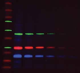 Bio-Rad s Handy Introduction to Fluorescent Blotting This guide is intended as a brief introduction to fluorescent western blotting for researchers currently using chemiluminescent or colorimetric