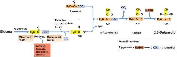 Lactic and mixed-acid Fermentations - Mixed-Acid Fermentations o Generate acids Acetic, lactic, and succinic -