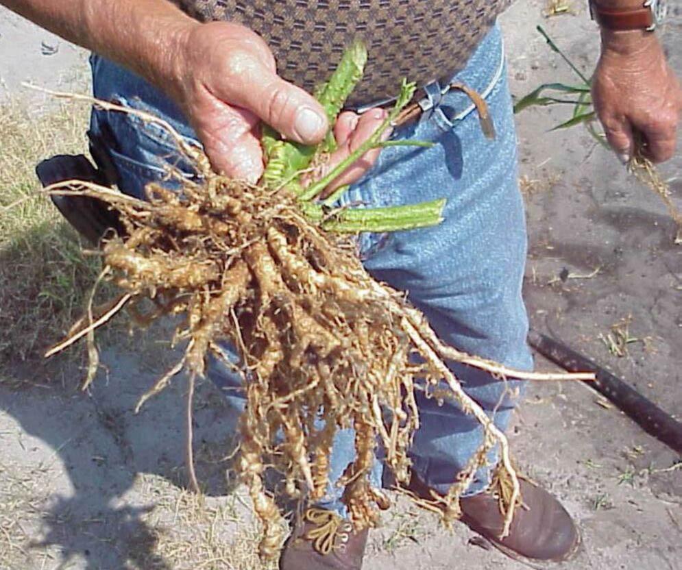 For seedlings or young transplants, excavation of individual plants may be required to ensure sufficient quantities of infested roots and soil.