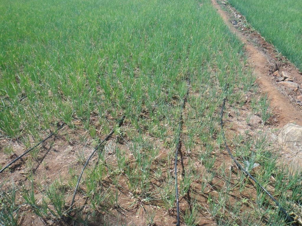 3.Drip irrigation