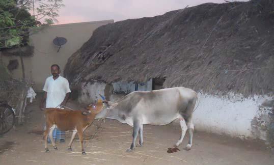 Cattle inseminated - 64 Pregnant Cows 14 Pregnant Buffaloes 5 Calves born by A.I.
