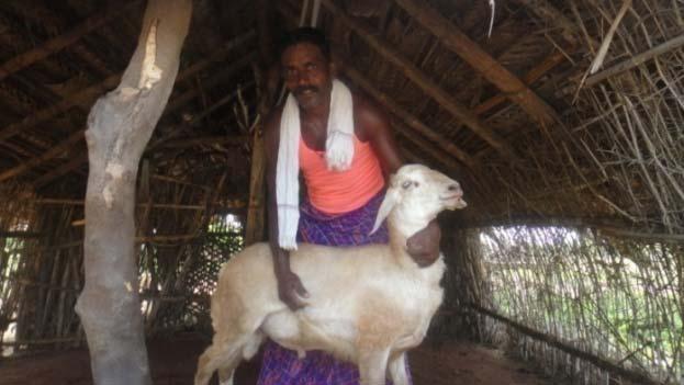 TELLICHERRY CROSS Sheep / goat distributed 4 Rams, 2 Ewes 5 Bucks Birth weight / kid 2.8 Kg. ( Local 2.