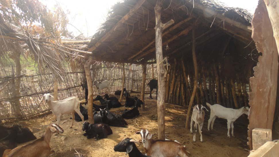 2.Housing for goat Old Goat Shed Temp from Apr to Aug ( 34 to 39.