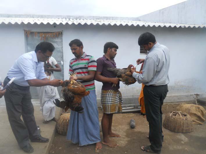 3. Ranikhet Disease free village Out breaks Temp above