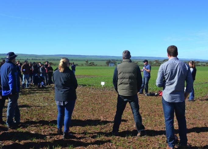 Predicting a crop response to sulphur Justin joined seventy other farmers at a potassium (K) and sulphur (S) response trial at Hart s field research site where Dr Mason emphasised that a sound soil