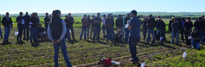 On-farm trial At the crop walk Justin had noted that each product would test a different response: gypsum provides S only; urea would show a response to N; and sulphate of ammonia contains both S and