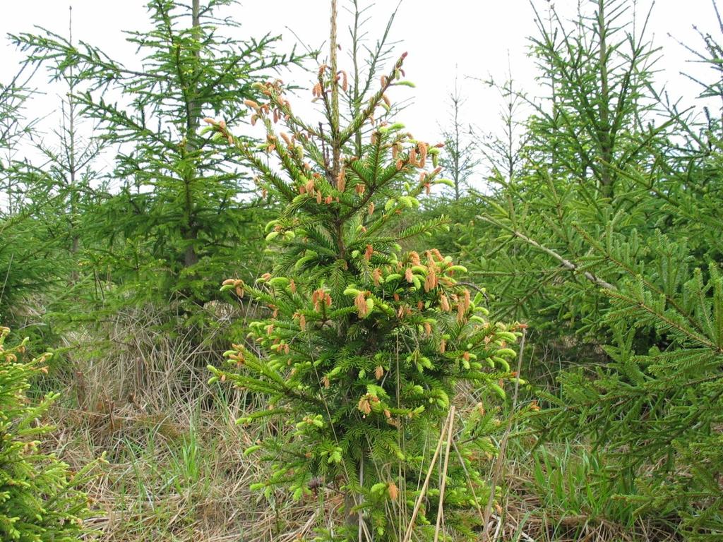 Adaptation - climate change Bud burst Shoot