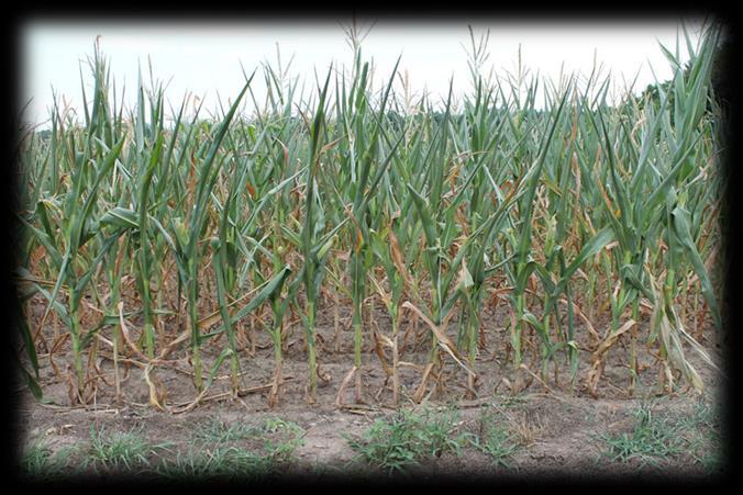 Nitrate Poisoning Favorable Conditions for Plant Nitrate Accumulation: Nitrates are common in plants (nitrates amino acids) Plant stress: drought, extreme shading/low light, herbicide, disease, acid