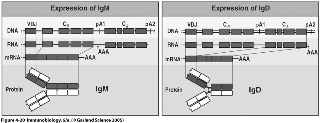 mrna Splicing Figure 4-19 DNA rearrangement: CSR IgM and IgD Are Generated from