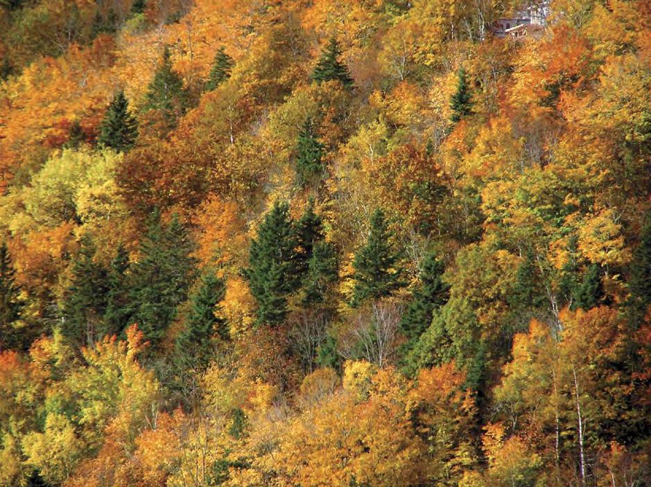 4 THE STATE OF CANADA S FORESTS While it is technological innovations such as NCC that are helping open new and high-value markets for Canada s forest sector, innovation is not always about