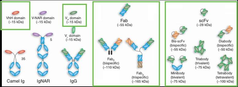 VH BINDING: Framework regions Mainly polar interactions Same mechanism for VHH FC BINDING: CH2-CH3 interface Mainly hydrophobic interactions Figure 10: Overview of the variable domain binding to