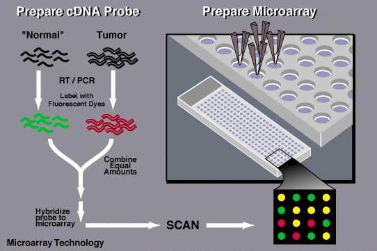 DNA Microarray Data A DNA microarray (also known as DNA chip) measures the expression levels of large numbers of