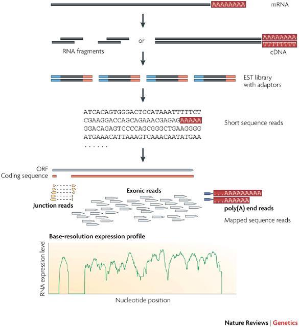 Alternative Technology: RNA-Seq RNA-seq (RNA sequencing) uses next-generation sequencing to