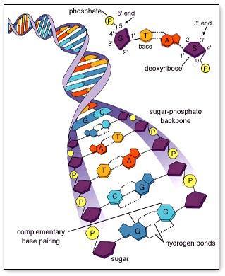 Kỹ thuật xác định trình tự DNA DNA: một chuỗi xoắn kép: 4 loại Nucleotide: A (Adenine), C (Cytosine), G