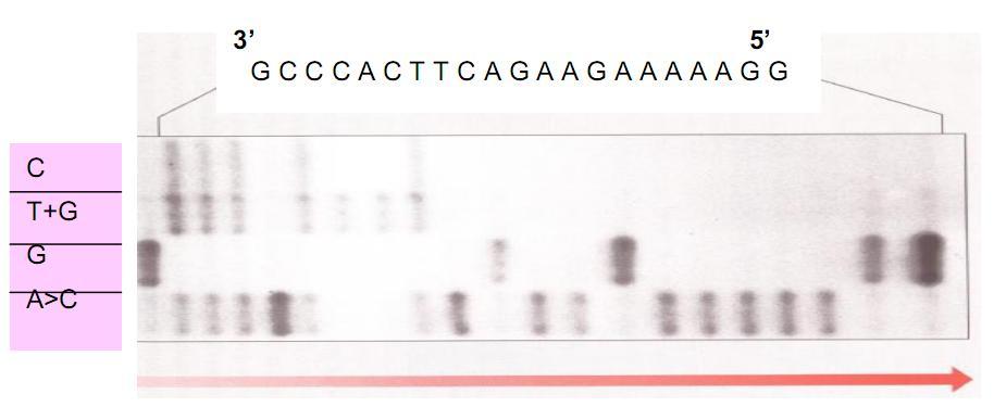 Kỹ thuật xác định trình tự DNA Phương pháp hoá