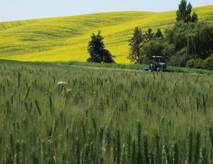 Photo: Dennis Pittmann 2017 Direct Seed Budgets for Northern Idaho: Winter wheat, soft white spring wheat & dark