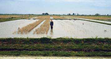 best choices for planting in crawfish ponds. In theory, supported only by preliminary research, it may be beneficial to mix several varieties when planting in crawfish ponds.
