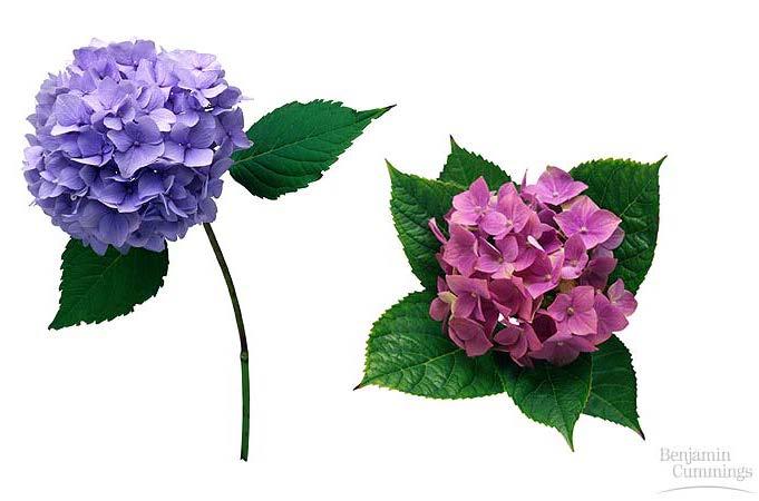 Environmental Effects Phenotype of Hydrangea flower color Blue