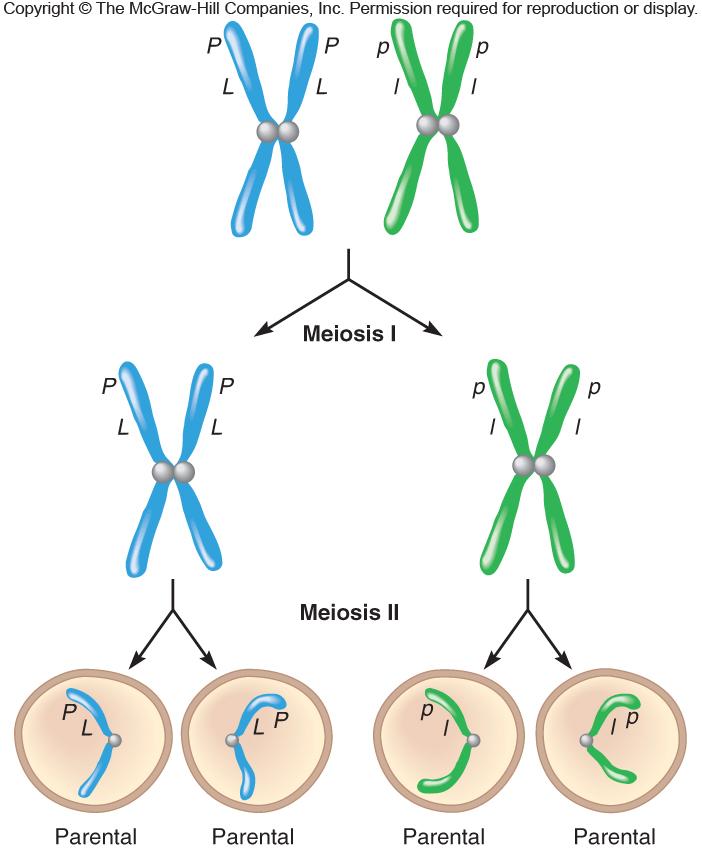 Linkage Genes that are close on the same chromosome are said to be linked Linked genes do not assort independently in