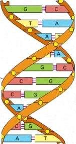 While you're waiting for the DNA to precipitate, read the information below and answer questions 3 and 4.
