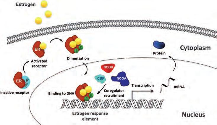 1 INTRODUCTION Figure 2. Schematic representation of the mechanism of action of estrogens.