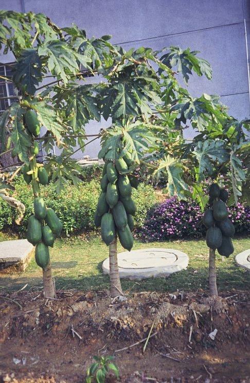 Young PAPAYA Trees were Irrigated and Fertilized by nutrient rich water after the algal ponds show quick growth and early fruit