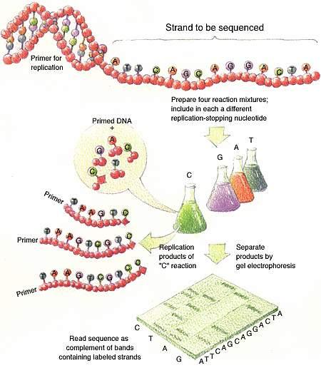DNA Sequencing Shear DNA into millions of small fragments Read 500