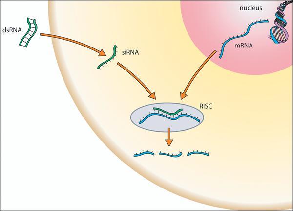 Small Interfering RNA (sirna) From: RNAi Therapeutics: How Likely, How Soon?