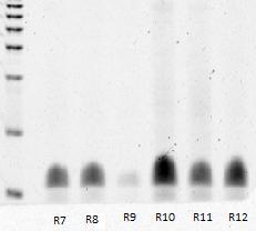 Experimental RNomics Digest (RNAse T1, A ) Digestion conditions: -RNA bands were excised -Cut into small pieces -Digested with RNAse (T1 or A) for 1 h at 37 C -Centrifugation -Supernatant into fresh