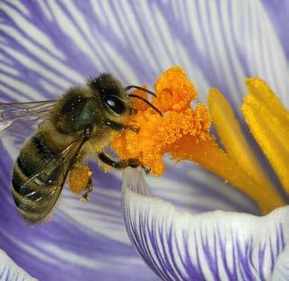 Busy Bees Bees live in colonies, which are busy, well-run places where each bee has a job to do, and all the bees in the colony depend on one another.