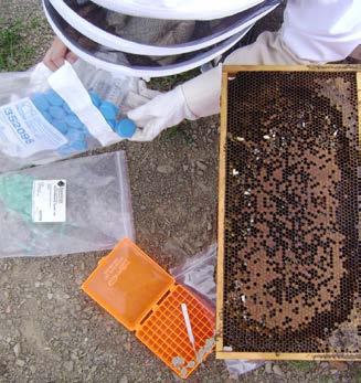 The only bees remaining are the very young and the queen members of the colony that normally would never be left alone.