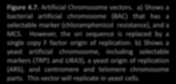 CONCEPTS OF GENOMIC BIOLOGY Page 4-9 did not have the stability shown by BACs. Consequently, BACs have emerged as the large cloning vector of choice. 4.3.